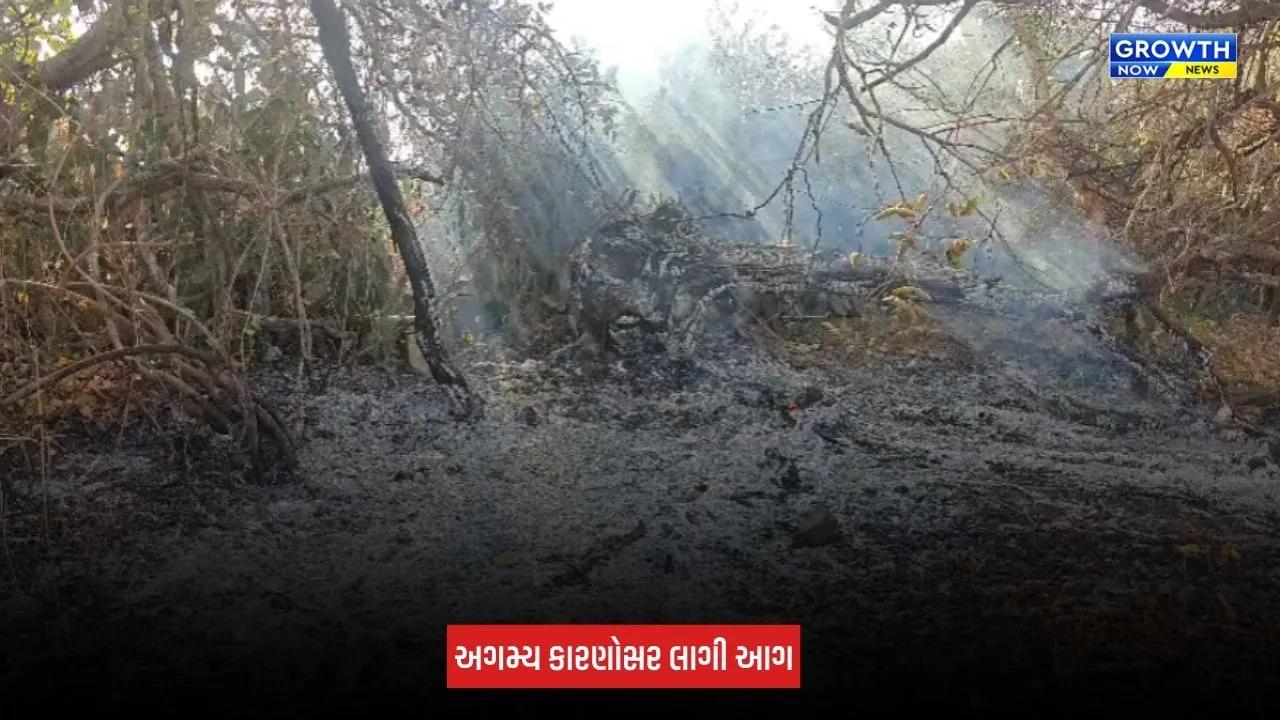 Amreli Fire: ધારી-બગસરા રોડ પર ગૌચર સંશોધન કેન્દ્રમાં લાગી આગ, મોટા પ્રમાણમાં સૂકું ઘાસ બળીને ખાખ