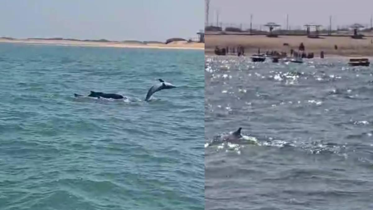દ્વારકાના શિવરાજપુર બીચ પર ડોલ્ફિનનું અદ્ભુત દર્શન, પ્રવાસીઓમાં ભારે ઉત્સાહ