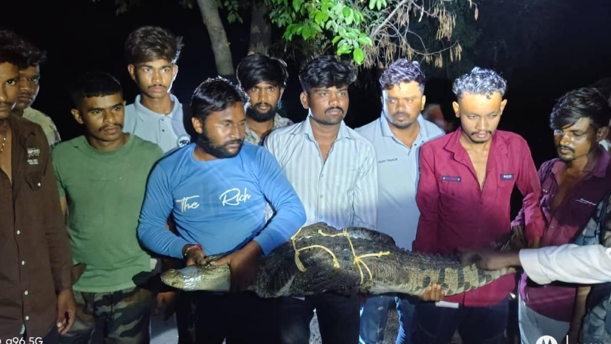 અરવલ્લીના આમોદરા ગામના ખેતરમાં 6 ફૂટ લાંબો મગર દેખાતા ગ્રામજનોમાં ભયનો માહોલ