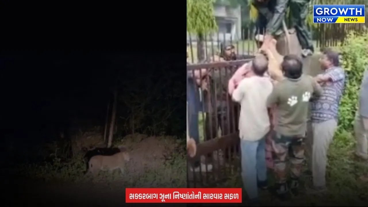 Junagadh Forest Lion : જૂનાગઢમાં વન વિભાગની મોટી સફળતા: ત્રણ મહિનાની સારવાર બાદ સિંહબાળનું માતા સાથે મિલન