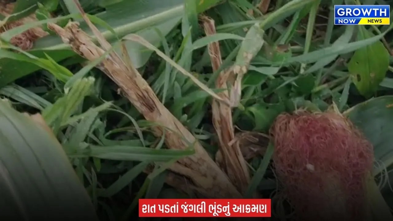 Arvalli માં જંગલી ભૂંડનો આતંક, ખેડૂતોના ઊભા પાકને પહોંચાડી રહ્યાં છે ભારે નુકસાન