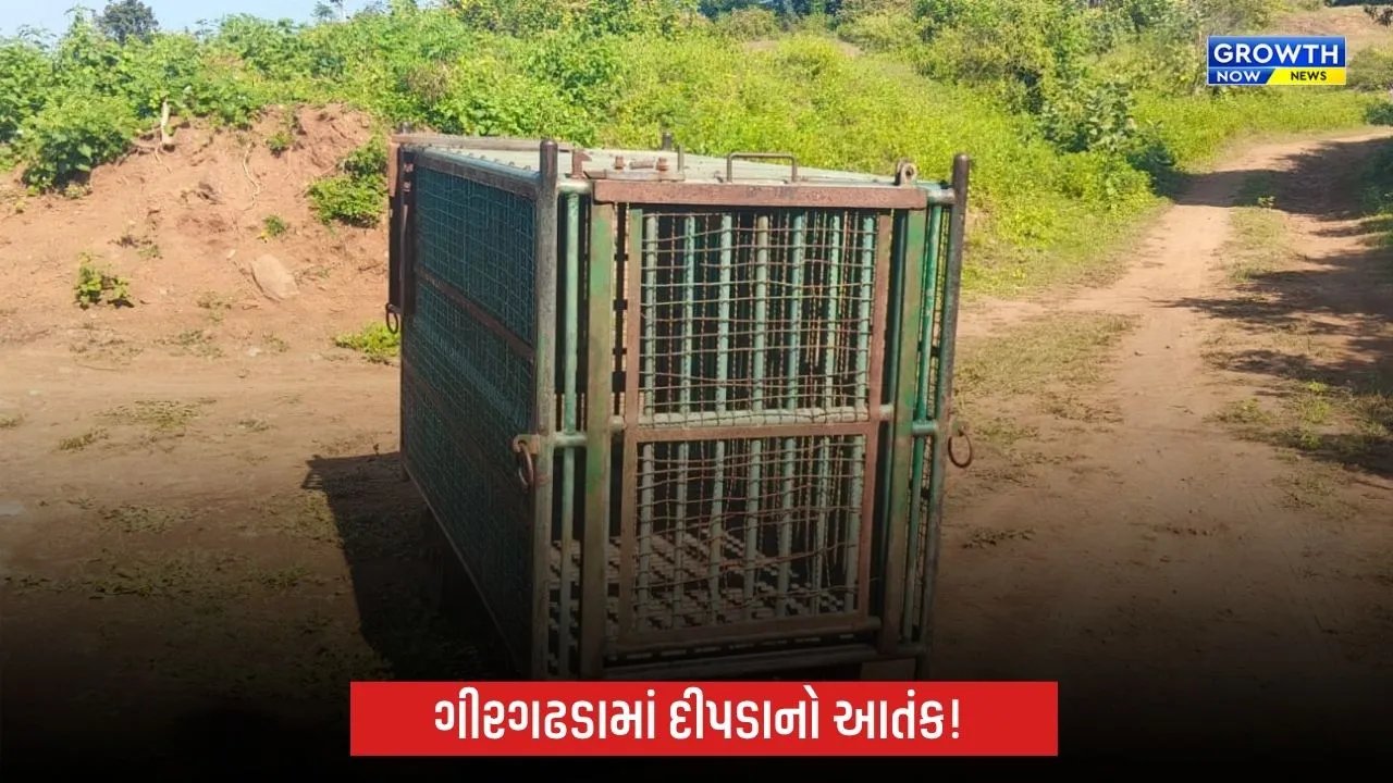 Gir Gadhadaના સણોસરી ગામે દીપડાનો હુમલો: 3 વર્ષના માસૂમ ચેતનનું મોત, દીપડો પાંજરે પુરાયો