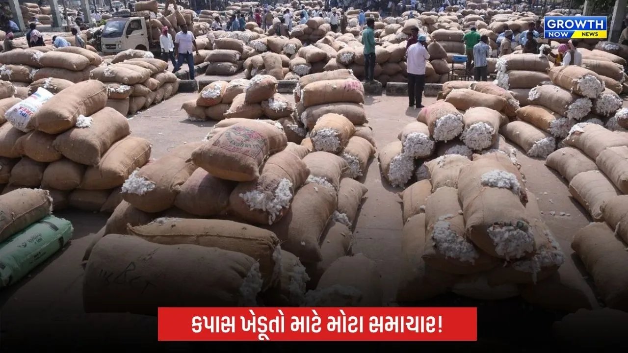 Cotton MSP Registration 2026: કપાસના ટેકાના ભાવે વેચાણ માટે ખેડૂતો 31 ઓક્ટોબર સુધી નોંધણી કરાવી શકશે
