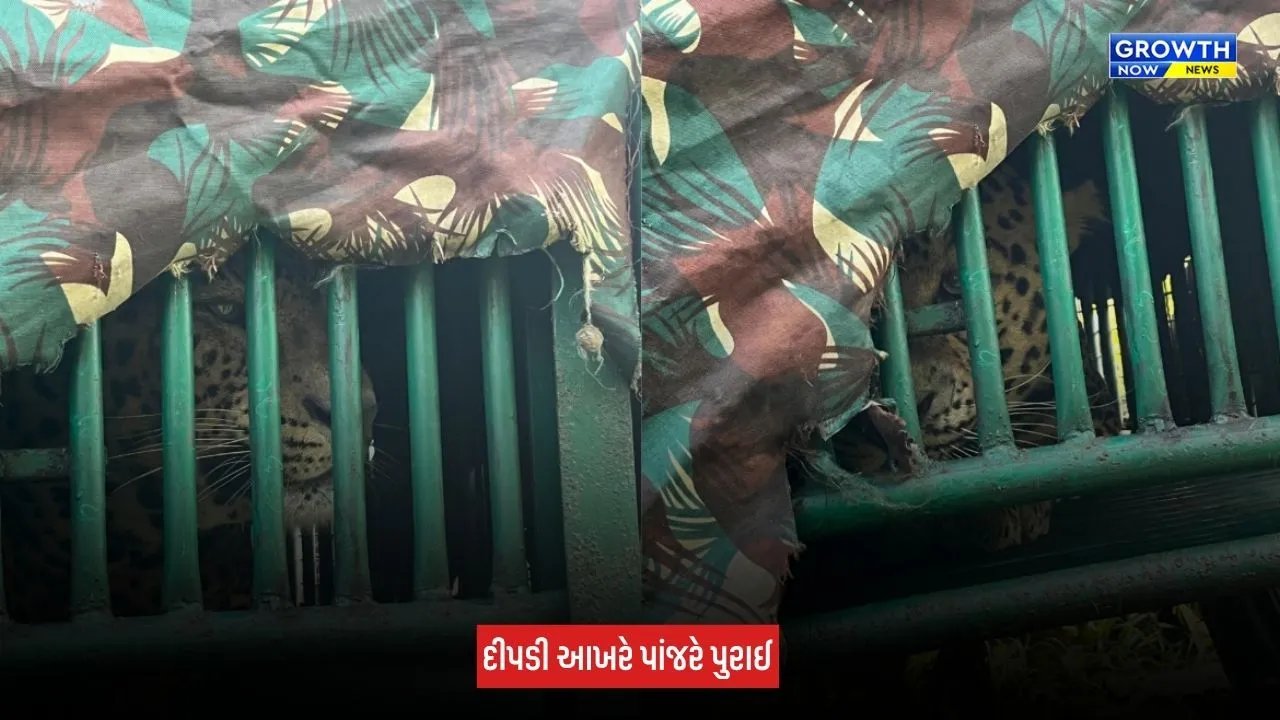 Navsari : વાંસદાના ભીનાર ગામે 3 વર્ષના બાળક પર હુમલો કરનાર દીપડી પાંજરે પુરાઈ, 9 દિવસની શોધખોળનો અંત