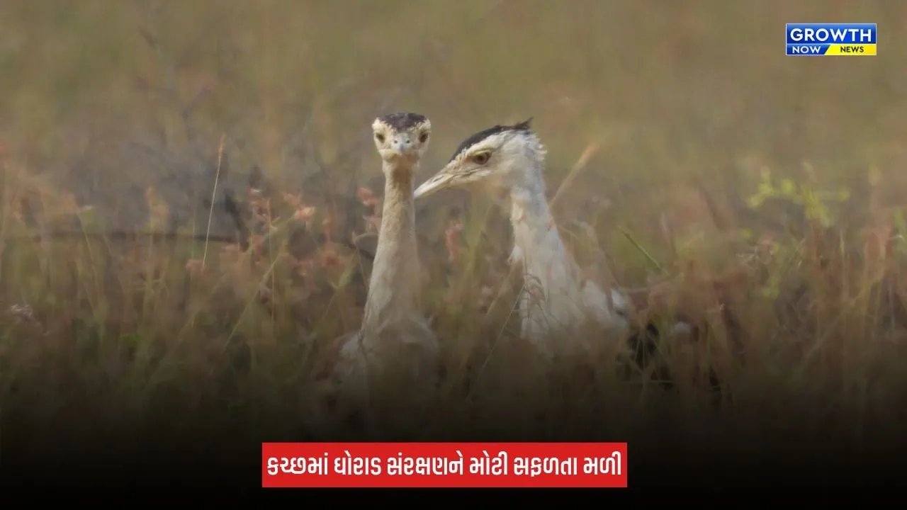 Kutch News: કચ્છમાં ઘોરાડ સંરક્ષણને મોટી સફળતા, જમ્પ સ્ટાર્ટ ટેકનિકથી જન્મેલું બચ્ચું નર હોવાનું સામે આવ્યું