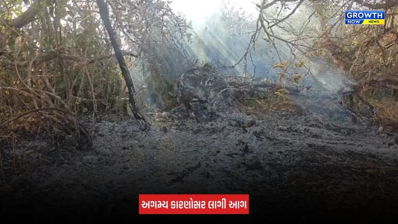 Amreli Fire: ધારી-બગસરા રોડ પર ગૌચર સંશોધન કેન્દ્રમાં લાગી આગ, મોટા પ્રમાણમાં સૂકું ઘાસ બળીને ખાખ
