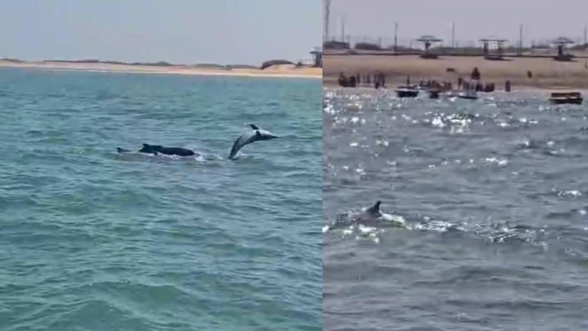 દ્વારકાના શિવરાજપુર બીચ પર ડોલ્ફિનનું અદ્ભુત દર્શન, પ્રવાસીઓમાં ભારે ઉત્સાહ