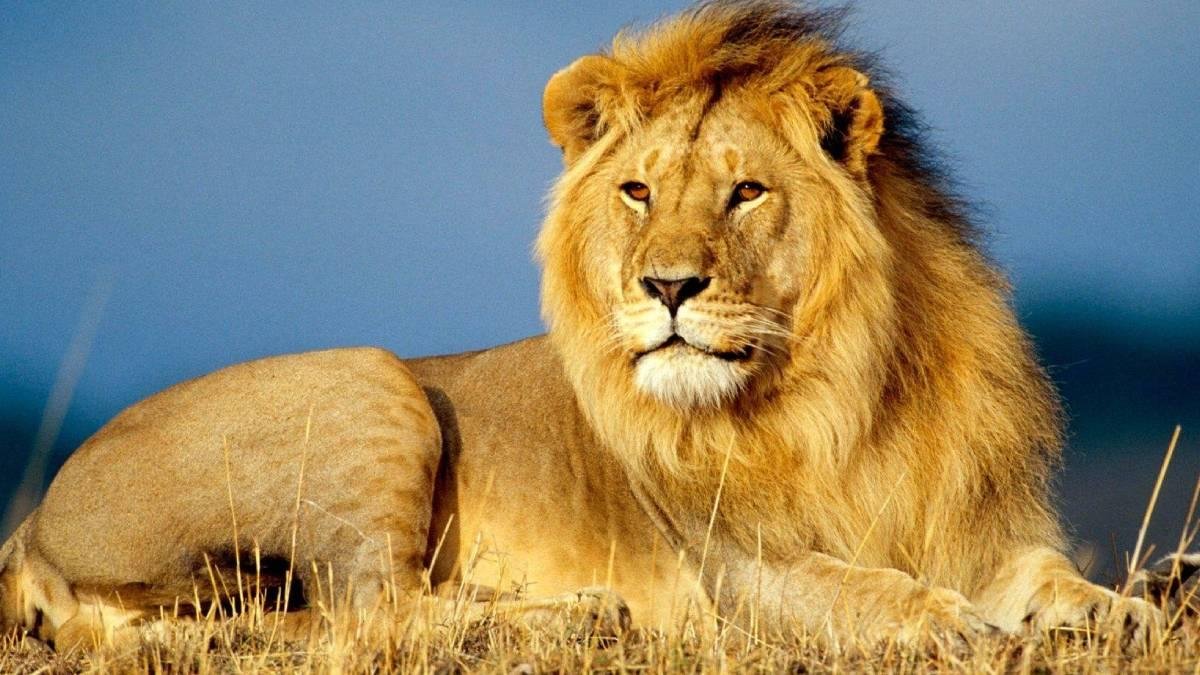 ગીરમાં ફરી ભેદી રોગનો ખતરો : CDV અને બેબસિયાથી સિંહોના મોત, વન વિભાગ એલર્ટ મોડમાં