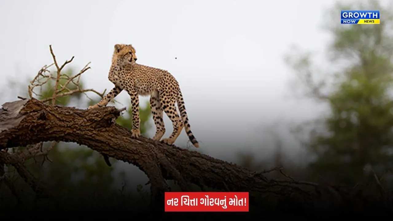 Madhya Pradesh : કૂનો નેશનલ પાર્કમાંથી સામે આવ્યા દુઃખદ સમાચાર, નામીબિયાઈ નર ચિત્તા 'ગૌરવ'નું સારવાર દરમિયાન થયું મોત