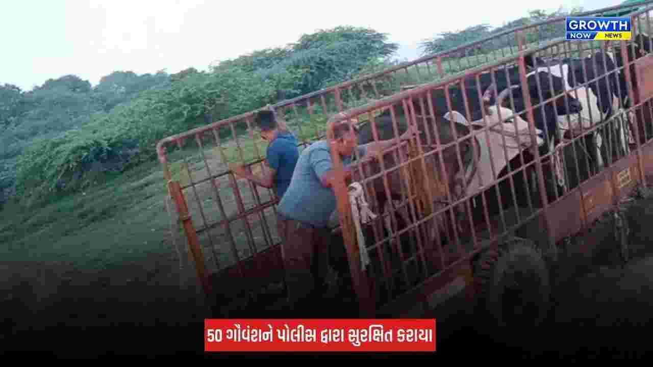 Aravalli : મોડાસાના રાણાસૈયદમાં પોલીસની મોટી કાર્યવાહી, કતલના ઈરાદે બાંધી રાખેલા 50 ગૌવંશને બચાવાયા