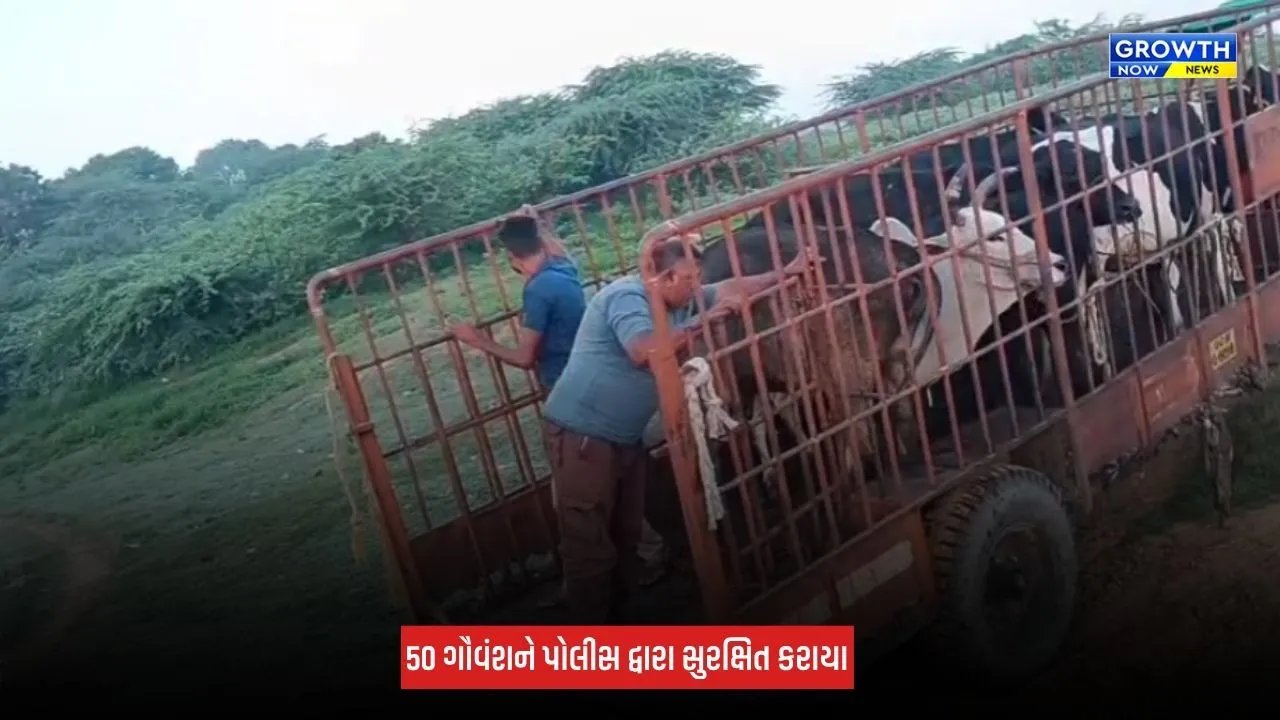 Aravalli : મોડાસાના રાણાસૈયદમાં પોલીસની મોટી કાર્યવાહી, કતલના ઈરાદે બાંધી રાખેલા 50 ગૌવંશને બચાવાયા