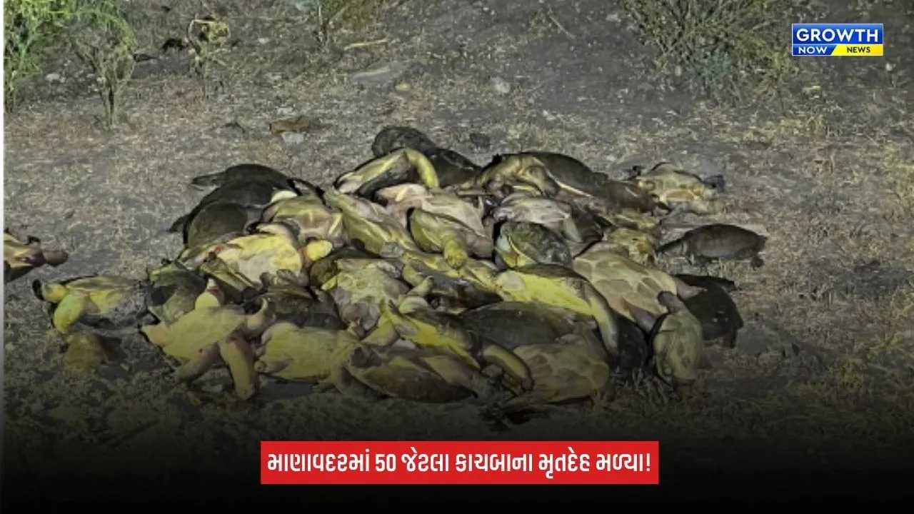 Junagadhના માણાવદરમાં ચકચાર: એકસાથે અંદાજે 50 કાચબાના મૃતદેહ મળી આવ્યા