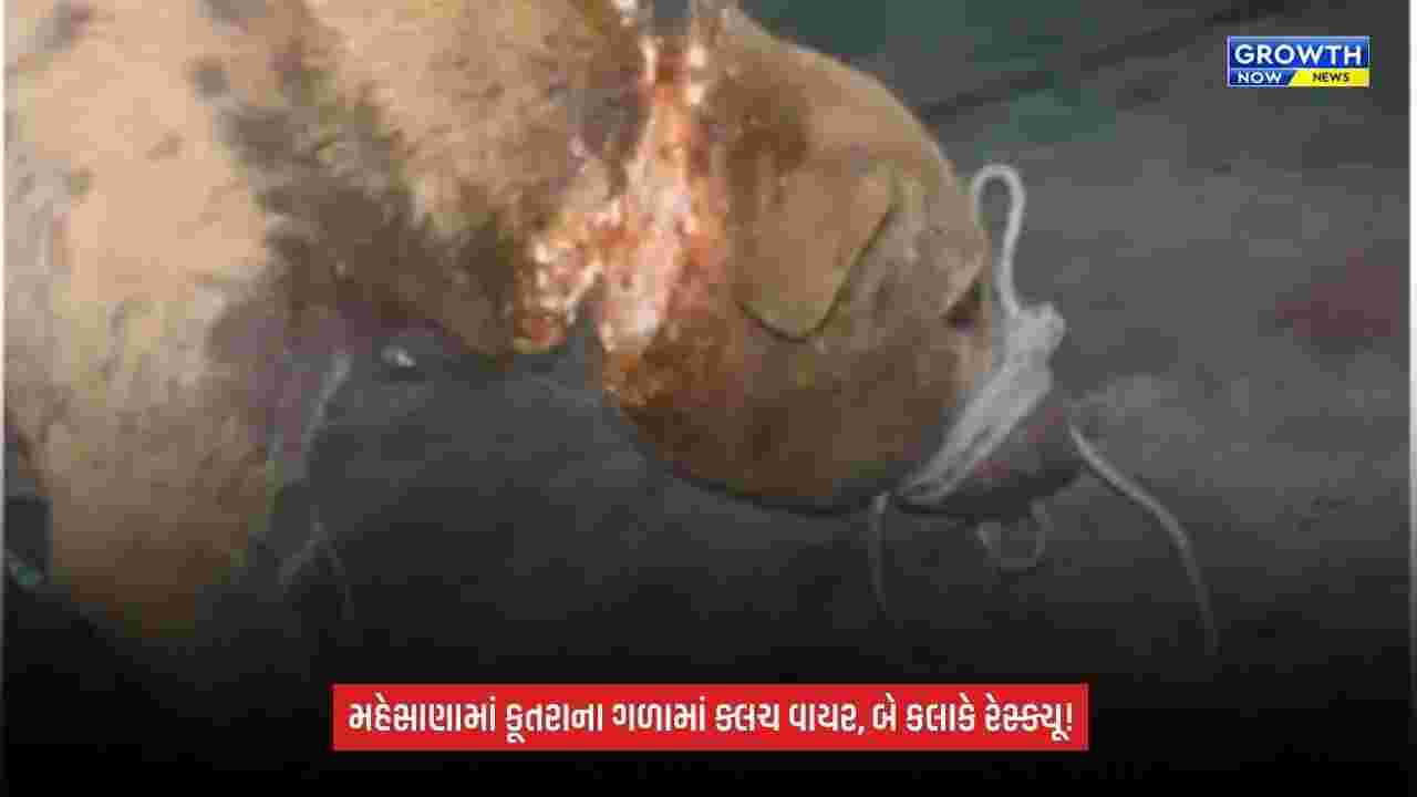 Mehsanaના દેદિયાસણમાં અબોલા જીવ સાથે ક્રૂરતા: શ્વાનના ગળામાં ક્લચ વાયર બાંધ્યો, બે કલાકની જહેમત બાદ બચાવાયો