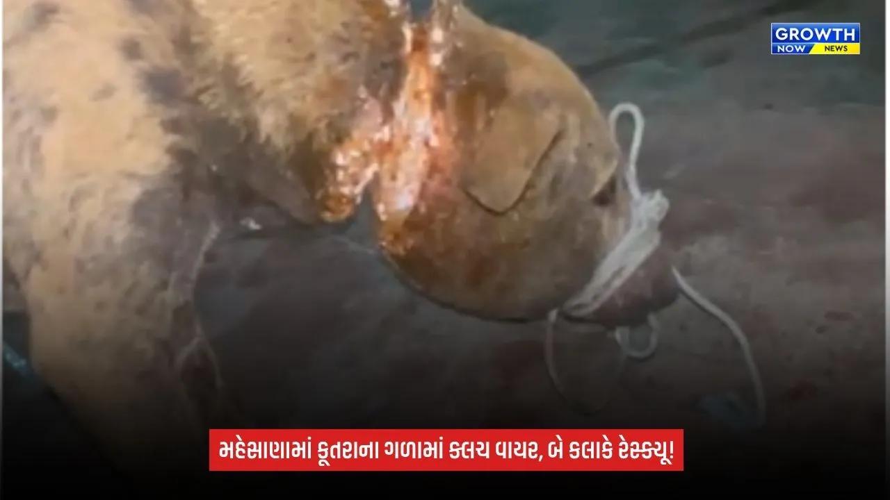 Mehsanaના દેદિયાસણમાં અબોલા જીવ સાથે ક્રૂરતા: શ્વાનના ગળામાં ક્લચ વાયર બાંધ્યો, બે કલાકની જહેમત બાદ બચાવાયો