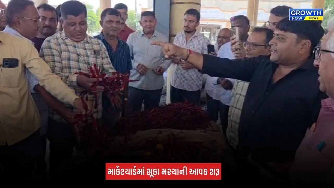Jamnagar : હાપા માર્કેટિંગ યાર્ડમાં સૂકા મરચાંની સિઝનની પ્રથમ આવક શરૂ, સારી ગુણવત્તાના મરચાં રૂપિયા 9,100 પ્રતિ મણના ભાવે વેચાયા