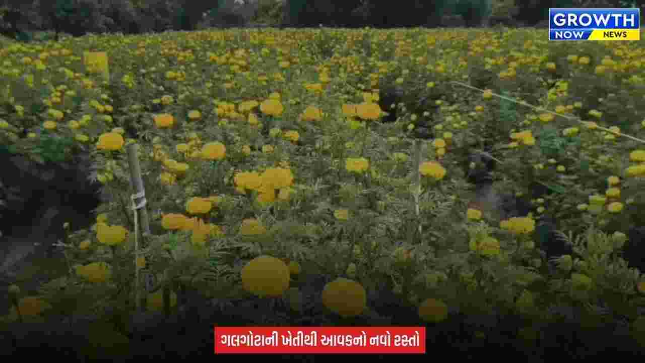 Agriculture News : ફૂલની ખેતીમાં ખિલ્યું નસીબ, ભાવનગરના ખેડૂતે 5 વીઘામાં ગલગોટાનું વાવેતર કર્યું