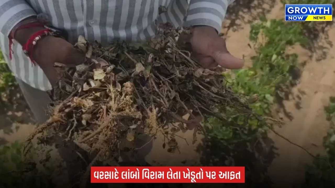 Bhavnagar ના ખેડૂતો મેઘરાજાની રાહમાં, વરસાદ નહીં તો નુકસાન પાકું? કૂવા-બોરમાં પાણી ઓછું?