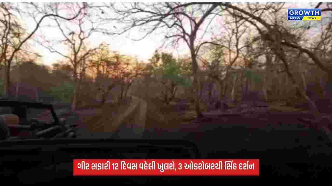 Lion Safari: સિંહપ્રેમીઓ માટે ખુશખબર, ગીર જંગલ સફારી 12 દિવસ વહેલી શરૂ થશે