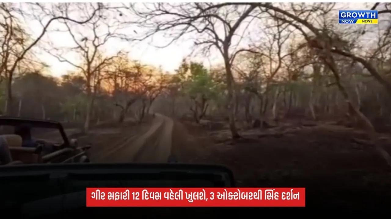 Lion Safari: સિંહપ્રેમીઓ માટે ખુશખબર, ગીર જંગલ સફારી 12 દિવસ વહેલી શરૂ થશે