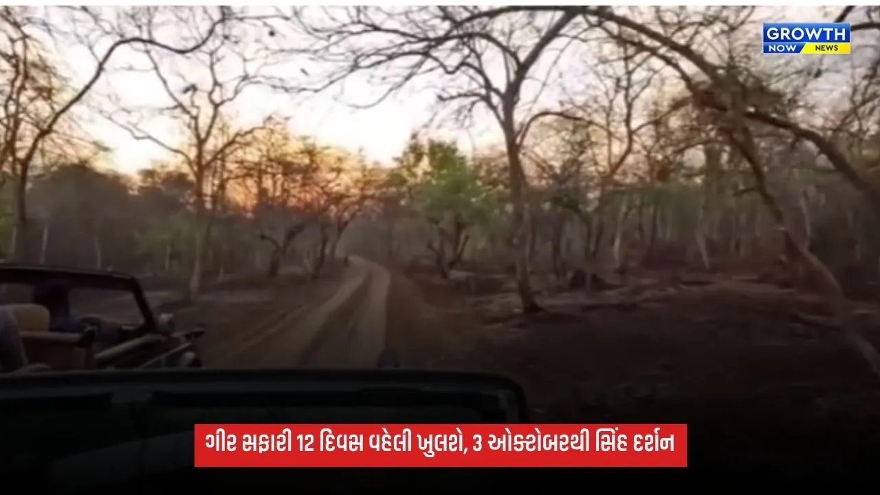 Lion Safari: સિંહપ્રેમીઓ માટે ખુશખબર, ગીર જંગલ સફારી 12 દિવસ વહેલી શરૂ થશે