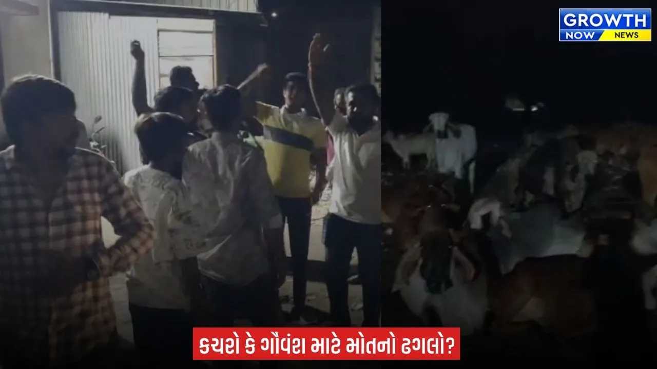 Junagadh માં 150 થી વધુ ગાય પ્લાસ્ટિક અને દૂષિત કચરો ખાવા મજબૂર બની ! ગૌ રક્ષકો અને વિશ્વ હિન્દુ પરિષદે મચાવ્યો હોબાળો