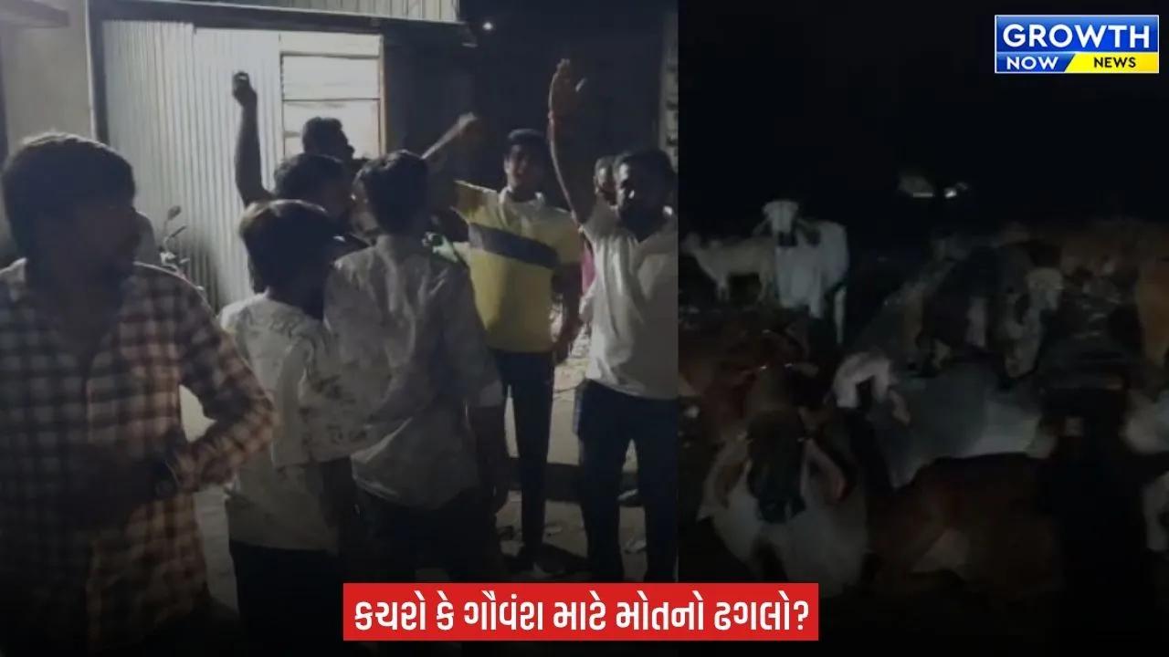 Junagadh માં 150 થી વધુ ગાય પ્લાસ્ટિક અને દૂષિત કચરો ખાવા મજબૂર બની ! ગૌ રક્ષકો અને વિશ્વ હિન્દુ પરિષદે મચાવ્યો હોબાળો