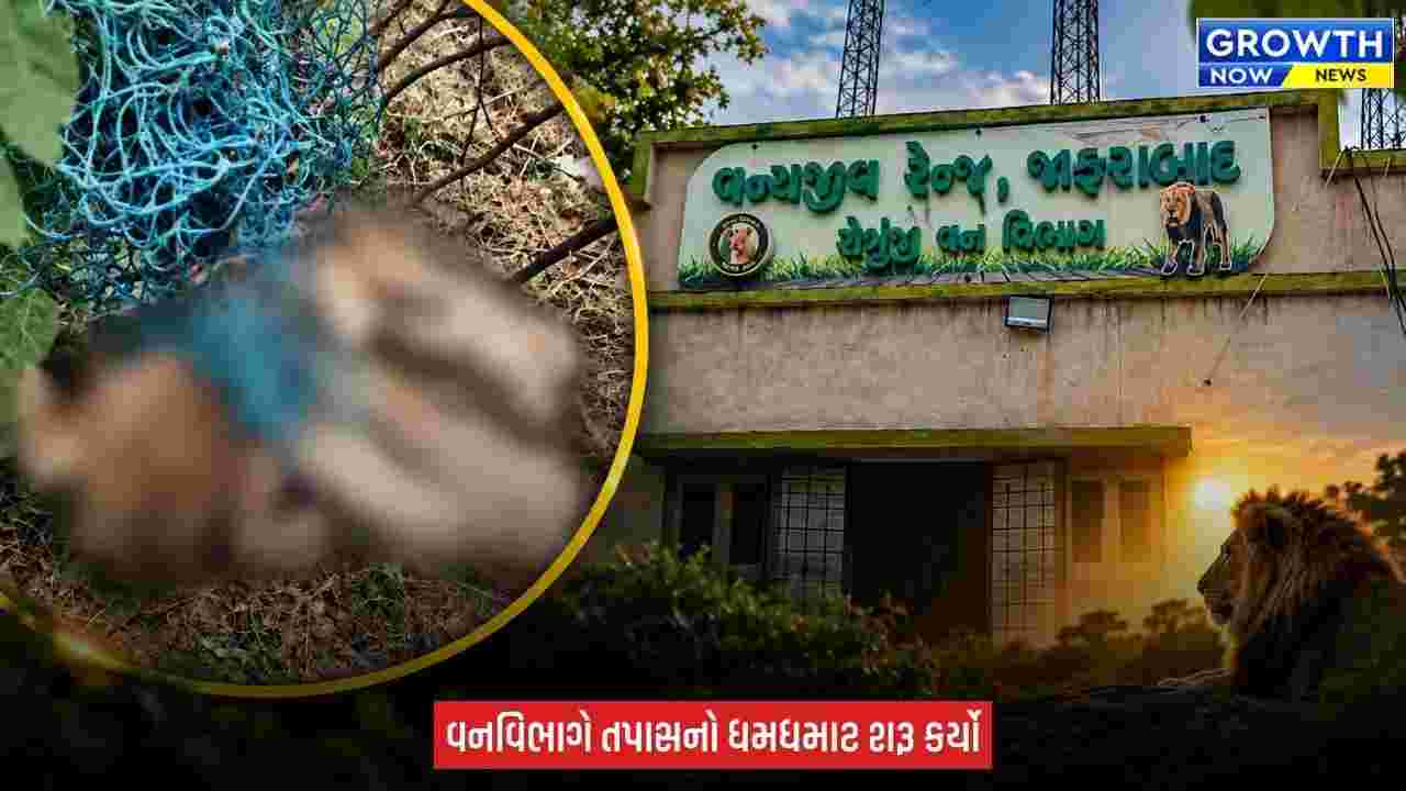 Amreli ના જાફરાબાદના વઢેરા ગામે વાડીની જાળીમાં ફસાતા 3 માસના સિંહબાળનું મોત