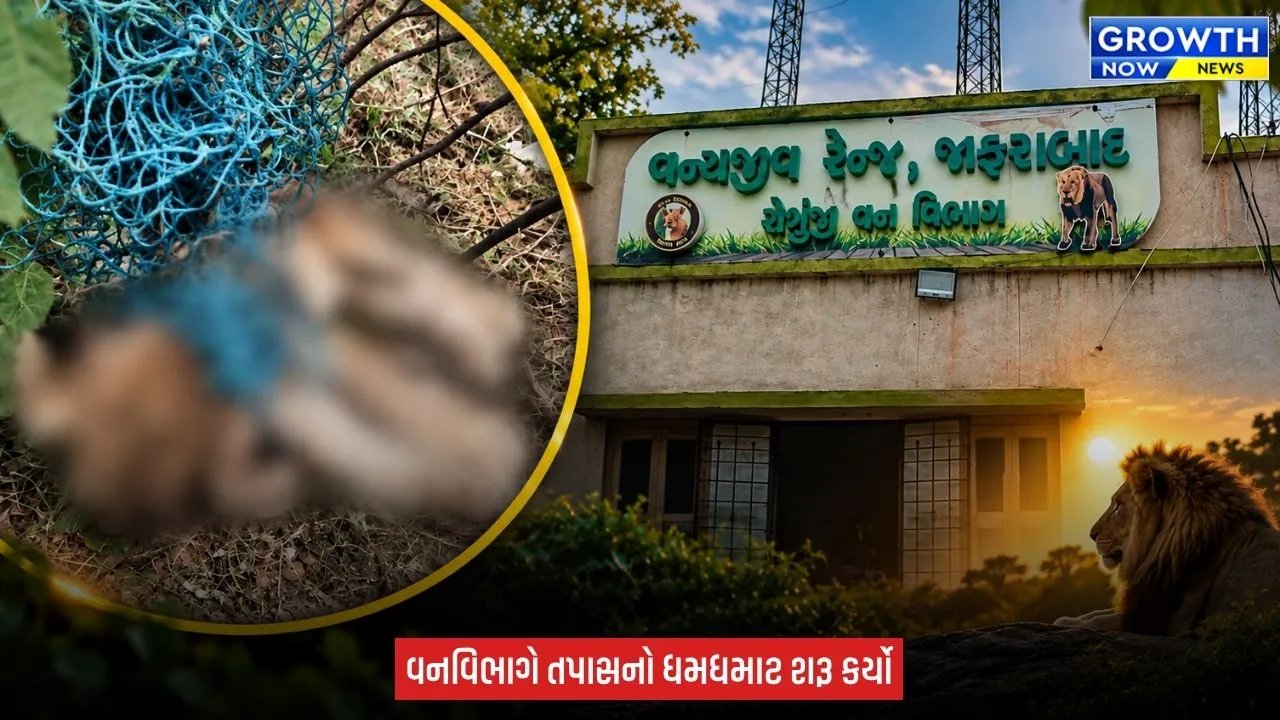 Amreli ના જાફરાબાદના વઢેરા ગામે વાડીની જાળીમાં ફસાતા 3 માસના સિંહબાળનું મોત