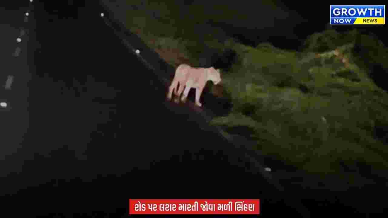 Amreli માં રાત્રે સિંહણની એન્ટ્રી, રોડ પર લટાર મારતી જોવા મળતા લોકોમાં ભય