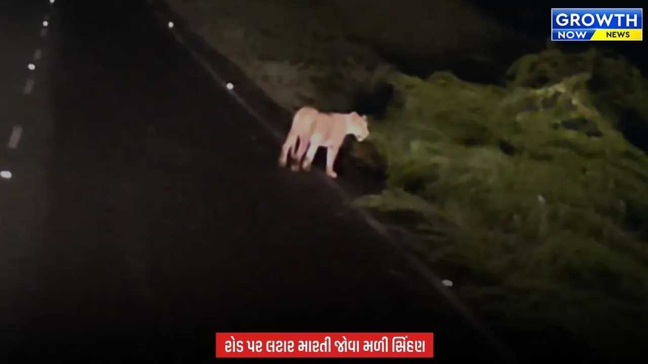 Amreli માં રાત્રે સિંહણની એન્ટ્રી, રોડ પર લટાર મારતી જોવા મળતા લોકોમાં ભય