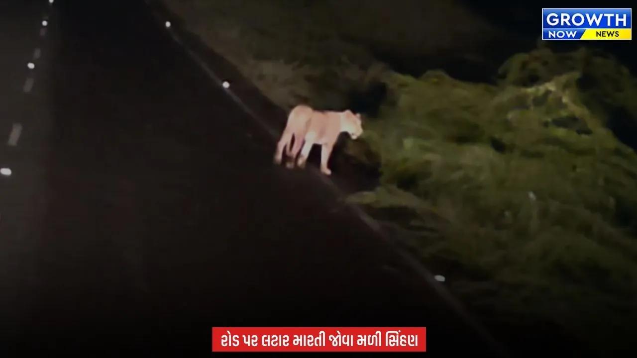 Amreli માં રાત્રે સિંહણની એન્ટ્રી, રોડ પર લટાર મારતી જોવા મળતા લોકોમાં ભય