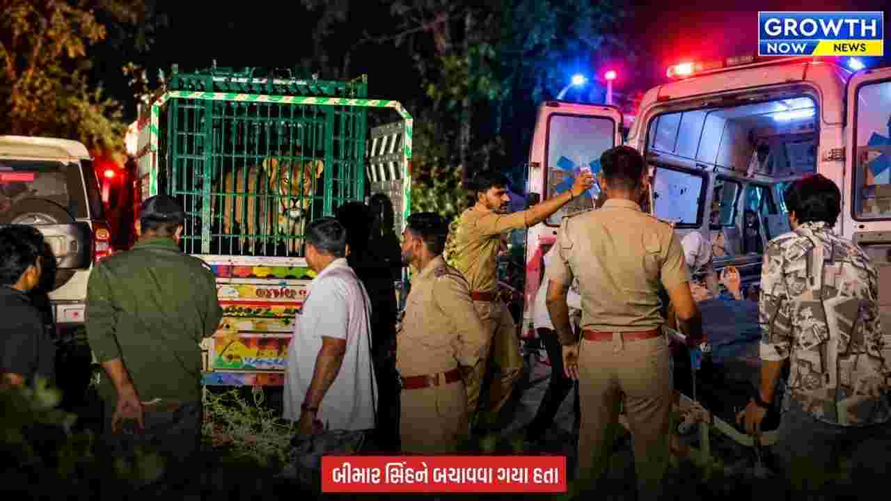 Amreli News : અમરેલીમાં રેસ્ક્યું કરવા ગયેલા બે વનકર્મી પર સિંહે કર્યો હુમલો, ઈજાગ્રસ્તોને સારવાર માટે હોસ્પિટલ ખસેડાયા