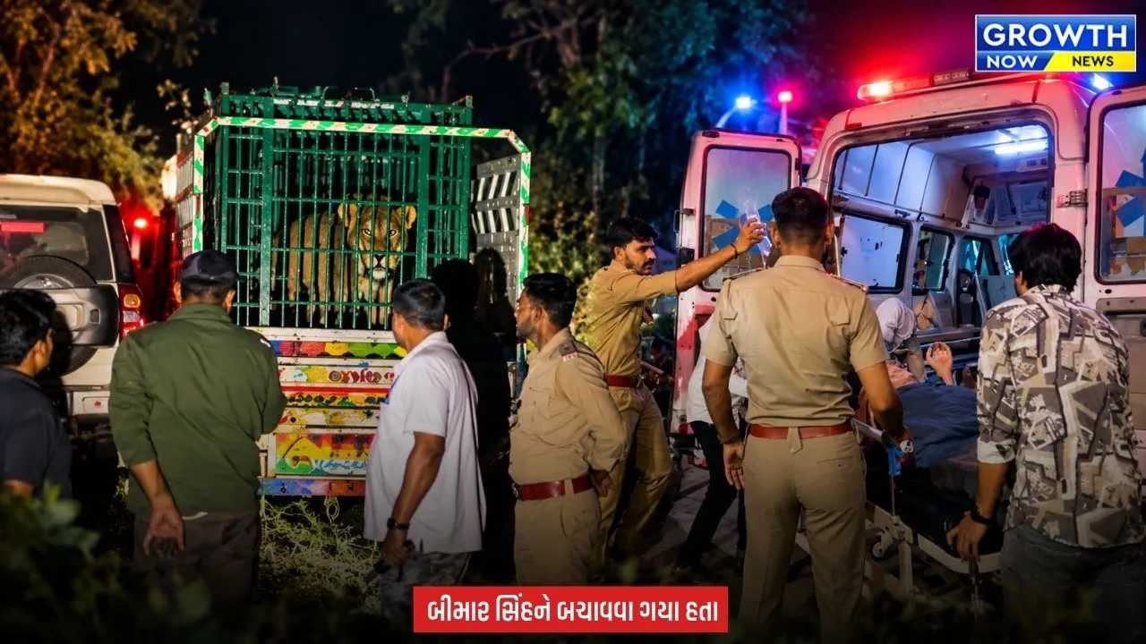 Amreli News : અમરેલીમાં રેસ્ક્યું કરવા ગયેલા બે વનકર્મી પર સિંહે કર્યો હુમલો, ઈજાગ્રસ્તોને સારવાર માટે હોસ્પિટલ ખસેડાયા