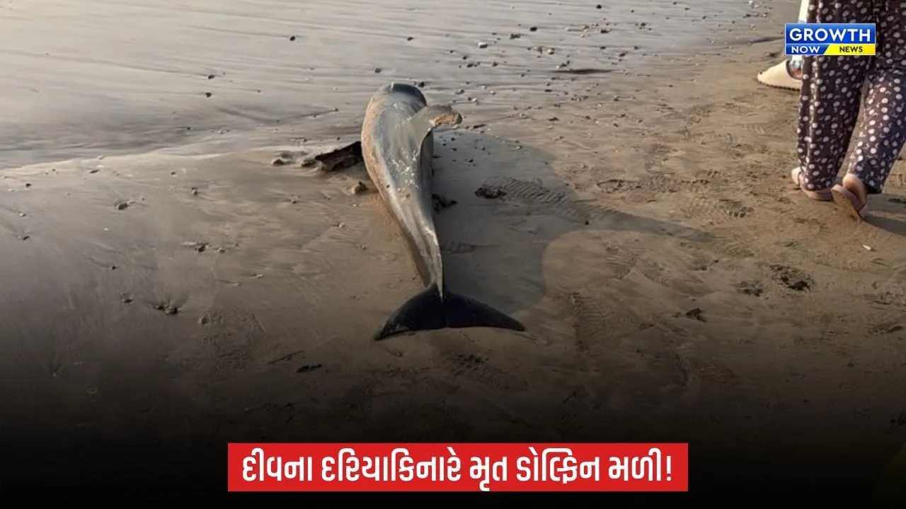 દીવના નાગવા બીચ પર મૃત હાલતમાં ડોલ્ફિન મળી, મોતનું કારણ અકબંધ