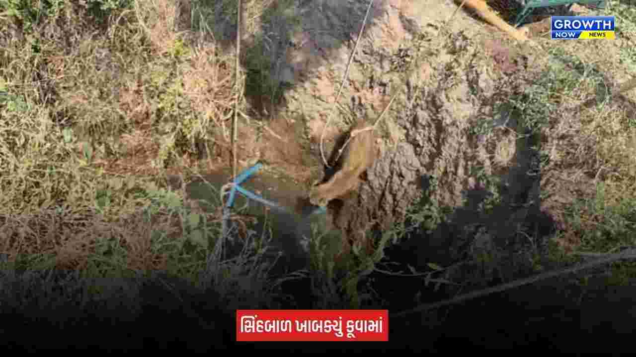 Amreli News: સાવરકુંડલાના ભેંકરા ગામે ખુલ્લા કૂવામાં ખાબક્યું સિંહબાળ, વનવિભાગે રેસ્ક્યૂ કરી પરિવાર સાથે મિલન કરાવ્યું