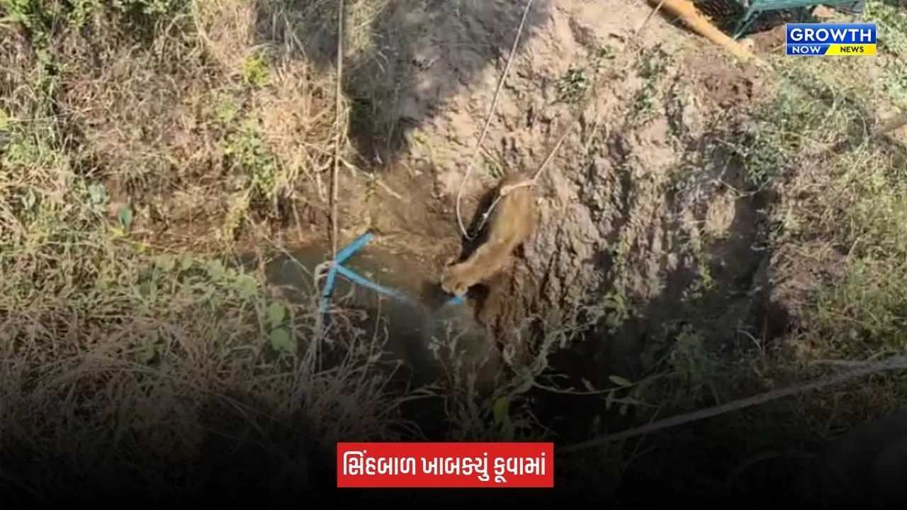 Amreli News: સાવરકુંડલાના ભેંકરા ગામે ખુલ્લા કૂવામાં ખાબક્યું સિંહબાળ, વનવિભાગે રેસ્ક્યૂ કરી પરિવાર સાથે મિલન કરાવ્યું