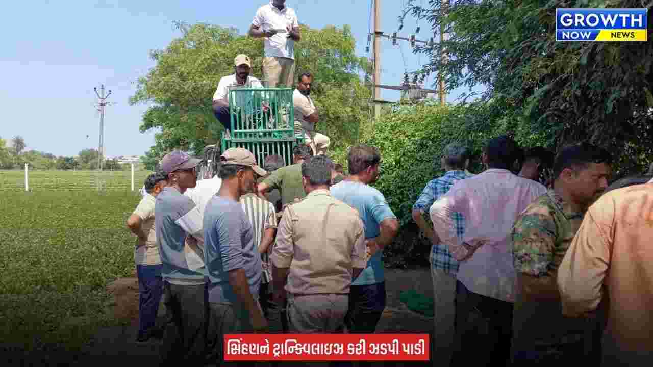 Amreli News : અમરેલીમાં હાહાકાર મચાવનારી સિંહણ પાંજરે પુરાઈ, આજે સવારે 4 સ્થાનિક પર કર્યો હતો હુમલો