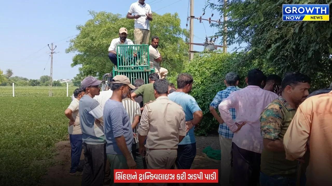 Amreli News : અમરેલીમાં હાહાકાર મચાવનારી સિંહણ પાંજરે પુરાઈ, આજે સવારે 4 સ્થાનિક પર કર્યો હતો હુમલો