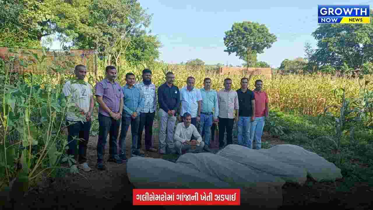 Arvalli News : અરવલ્લીમાં પોલીસે કર્યો ગાંજાની ખેતીનો પર્દાફાશ, 169 છોડ સાથે ₹43.12 લાખનો મુદ્દામાલ જપ્ત કર્યો