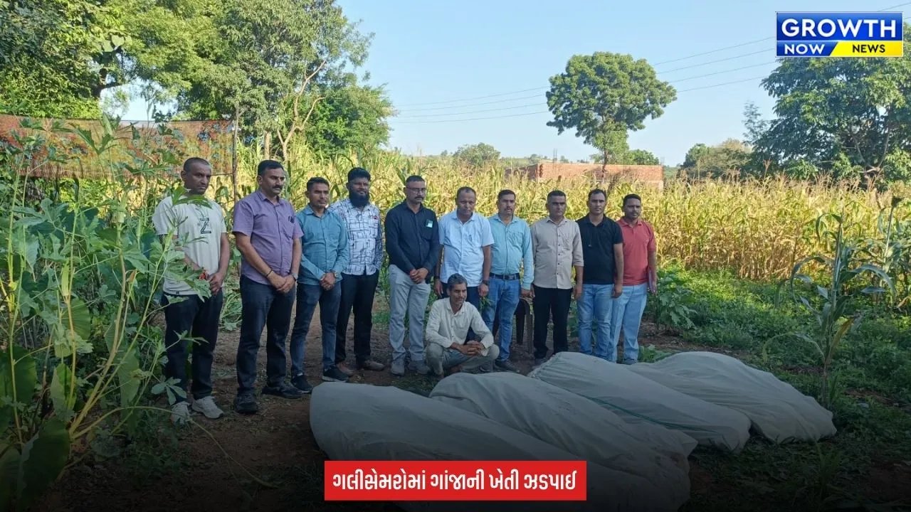Arvalli News : અરવલ્લીમાં પોલીસે કર્યો ગાંજાની ખેતીનો પર્દાફાશ, 169 છોડ સાથે ₹43.12 લાખનો મુદ્દામાલ જપ્ત કર્યો