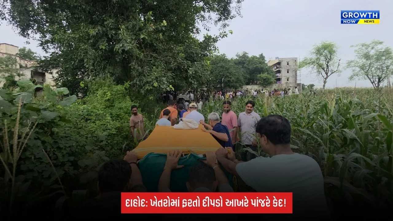 Dahod Breaking: દીપડાનો આતંક ખતમ! રળીયાતી ગામમાં પાંજરે પુરાયો દીપડો, ગ્રામજનોએ લીધો રાહતનો શ્વાસ