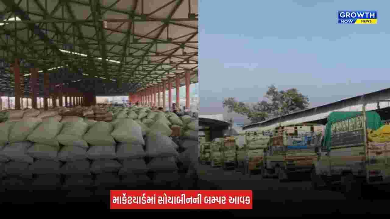 Junagadh News: માર્કેટિંગ યાર્ડમાં સોયાબીનની બમ્પર આવક, એક જ દિવસમાં 35,000 કટ્ટાની હરાજી