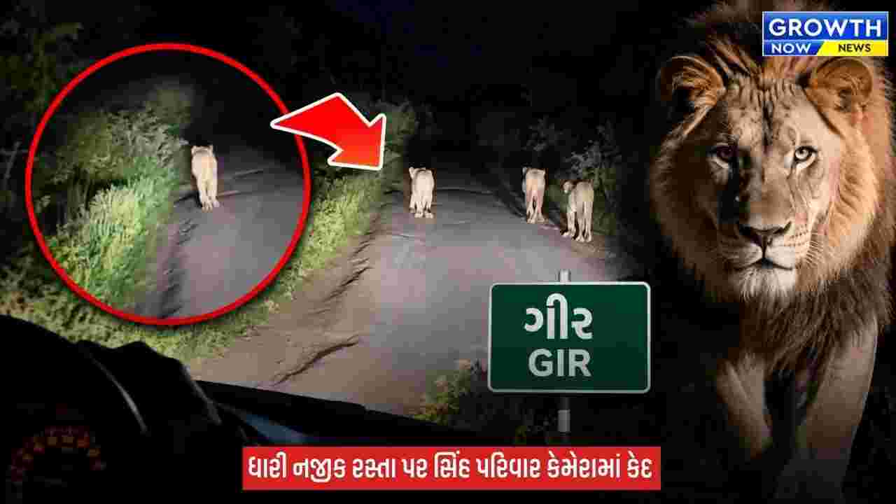 Amreli : માણાવાવ પાસે રસ્તા પર સિંહ પરિવારની લટાર, ગીરના આંગણે વનરાજનો વટ