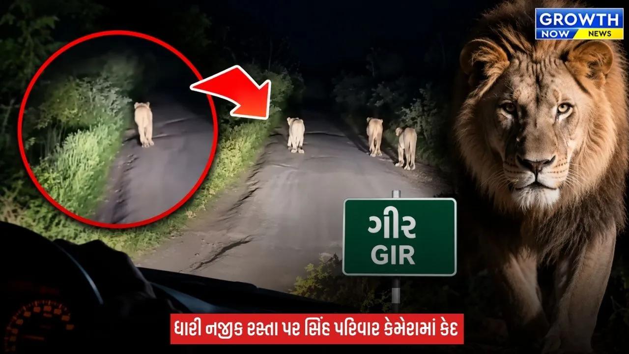 Amreli : માણાવાવ પાસે રસ્તા પર સિંહ પરિવારની લટાર, ગીરના આંગણે વનરાજનો વટ