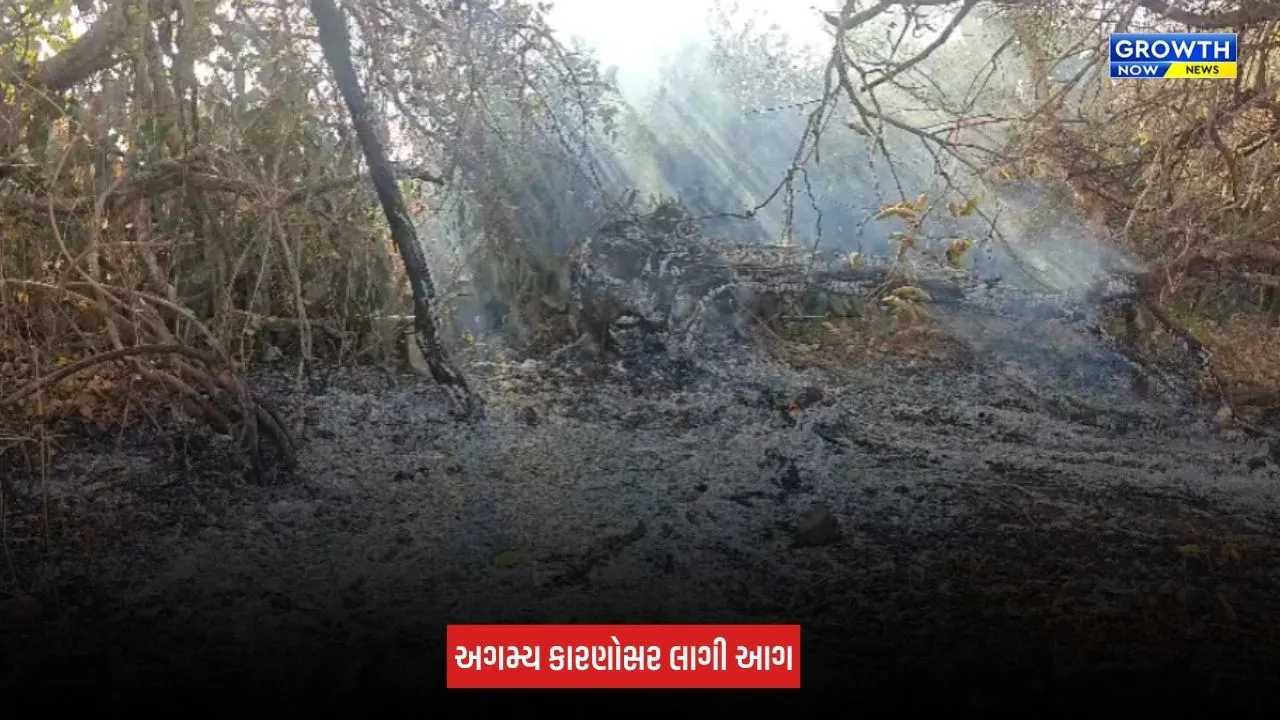 Amreli Fire: ધારી-બગસરા રોડ પર ગૌચર સંશોધન કેન્દ્રમાં લાગી આગ, મોટા પ્રમાણમાં સૂકું ઘાસ બળીને ખાખ