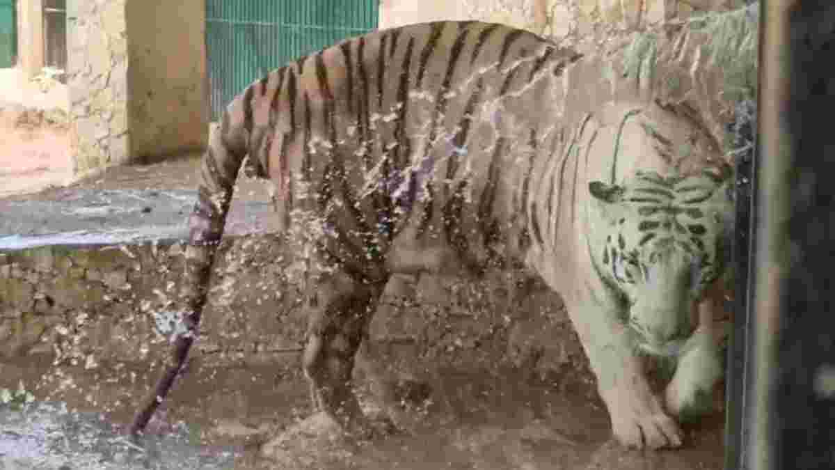 સયાજીબાગ ઝૂમાં કાળઝાળ ગરમી વચ્ચે પ્રાણીઓની સુરક્ષા માટે વિશેષ વ્યવસ્થા