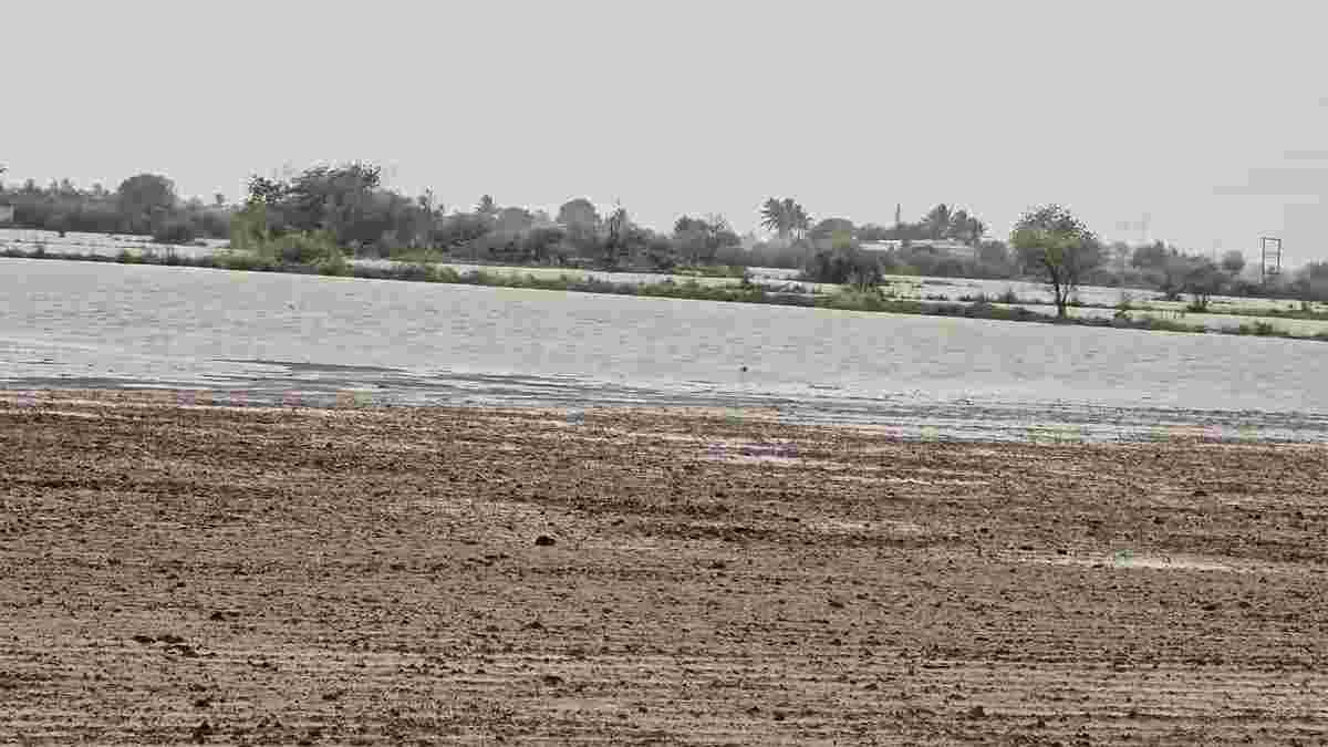 કેશોદમાં ગેરકાયદેસર પાળાથી ખેડૂતોની મુશ્કેલી વધી: કલેક્ટરના આદેશ છતાં કાર્યવાહી નહીં, ખેતરો પાણીમાં ગરકાવ