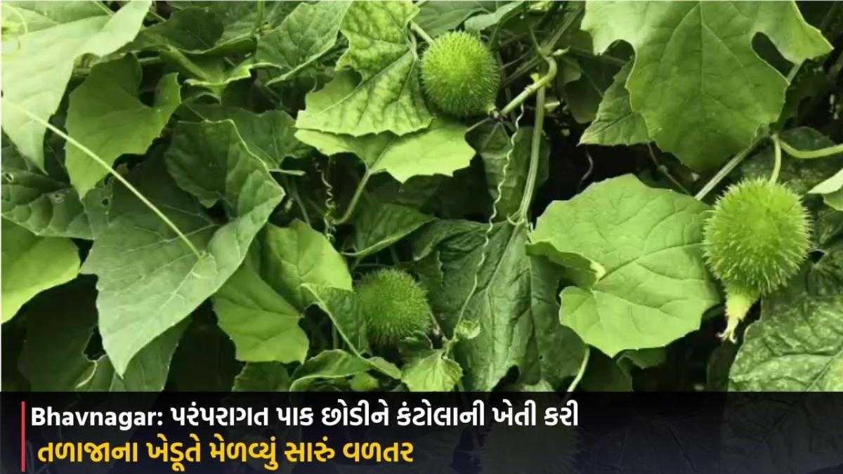 Bhavnagar: પરંપરાગત પાક છોડીને કંટોલાની ખેતી કરી, તળાજાના ખેડૂતે મેળવ્યું સારું વળતર